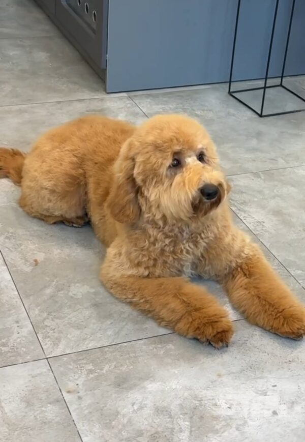Liaza Goldendoodle Liaza Goldendoodle