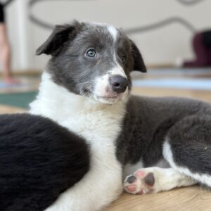 Liberty Border Collie Liberty Border Collie