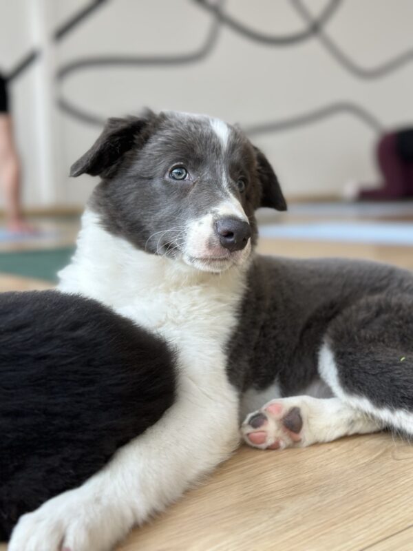 Liberty Border Collie Liberty Border Collie
