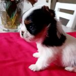 Lilly-female-Biewer-puppy-for-sale-1
