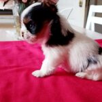Lilly-female-Biewer-puppy-for-sale-2