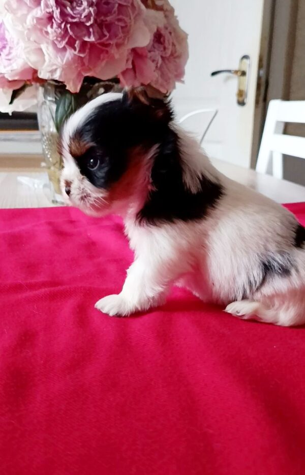 Lilly Biewer Yorkshire Terrier Lilly Biewer Yorkshire Terrier