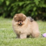Lily-female-Pomeranian-puppy-for-sale-1