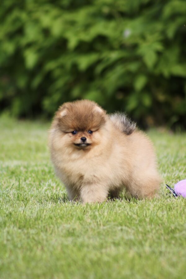 Lily Pomeranian Lily Pomeranian