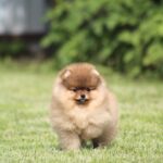 Lily-female-Pomeranian-puppy-for-sale-2