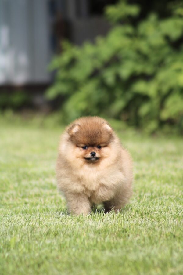 Lily Pomeranian Lily Pomeranian