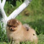 Lily-female-Pomeranian-puppy-for-sale-3
