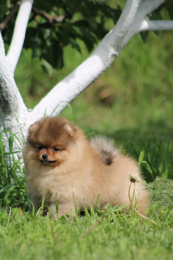 Lily Pomeranian Lily Pomeranian