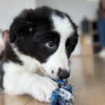 Lively-female-Border-Collie-puppy-for-sale-1