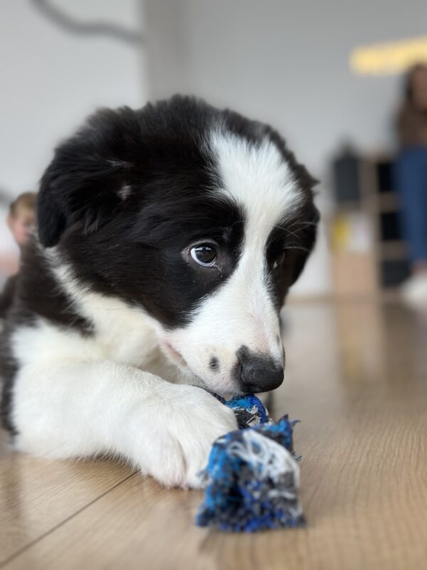 Lively Border Collie Lively Border Collie