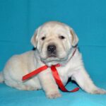 Loara-female-Labrador-Retriever-puppy-for-sale-1