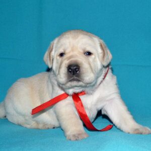 Loara Labrador Retriever Loara Labrador Retriever