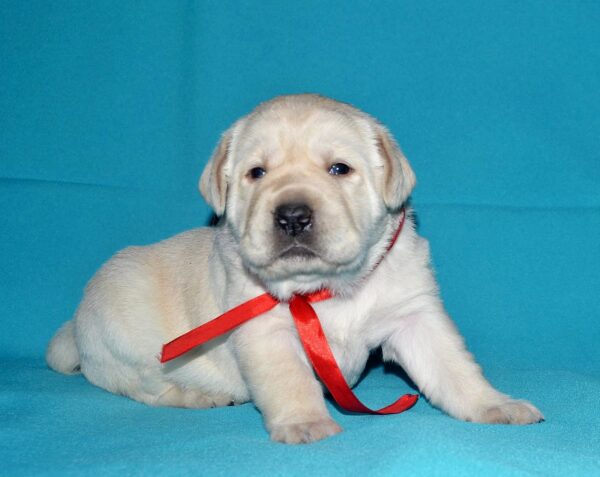 Loara Labrador Retriever Loara Labrador Retriever