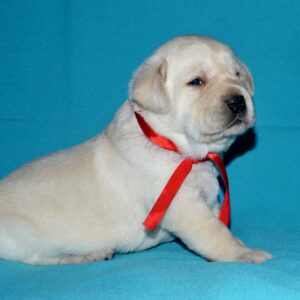 Loara Labrador Retriever Loara Labrador Retriever