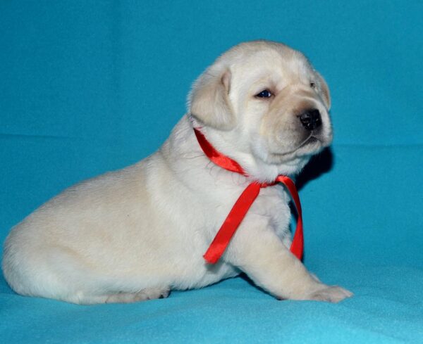 Loara Labrador Retriever Loara Labrador Retriever