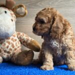 Loco-male-cavapoo-puppy-for-sale- (1)
