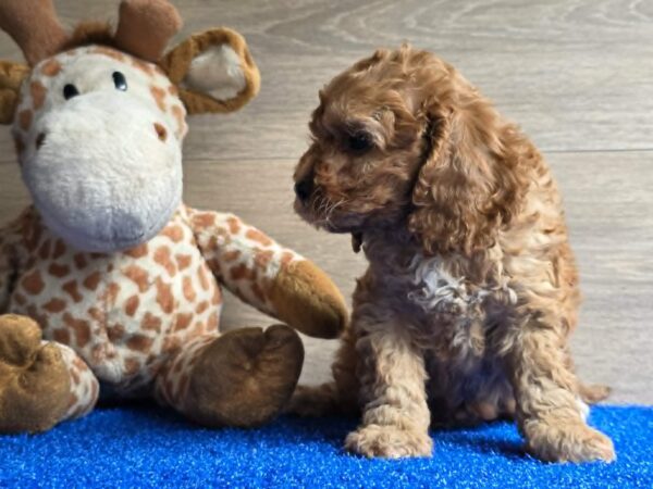 Loco Cavapoo Loco Cavapoo