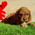 Loco-male-cavapoo-puppy-for-sale- (1)