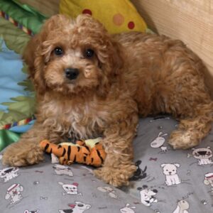 Loco Cavapoo Loco Cavapoo