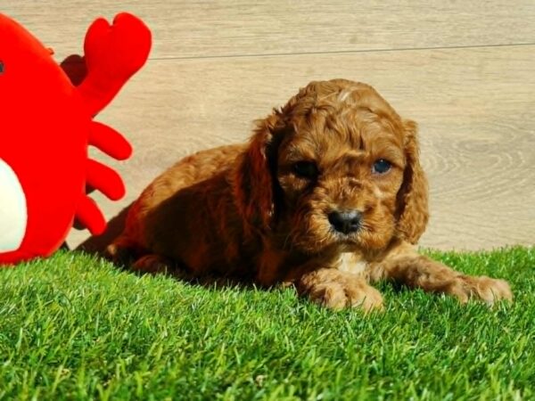 Loco Cavapoo Loco Cavapoo