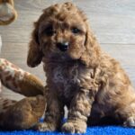 Loco-male-cavapoo-puppy-for-sale- (2)