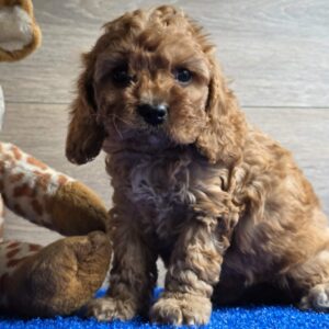 Loco Cavapoo Loco Cavapoo