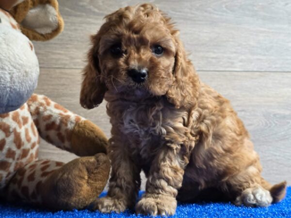 Loco Cavapoo Loco Cavapoo