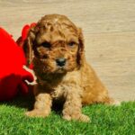 Loco-male-cavapoo-puppy-for-sale- (2)