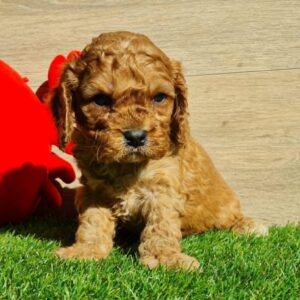 Loco Cavapoo Loco Cavapoo