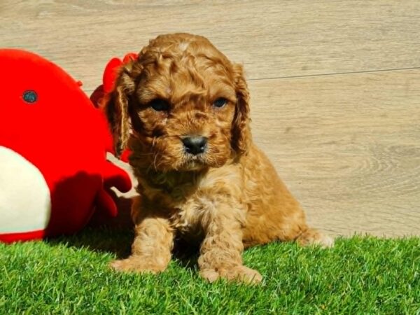 Loco Cavapoo Loco Cavapoo
