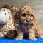 Loco-male-cavapoo-puppy-for-sale- (3)