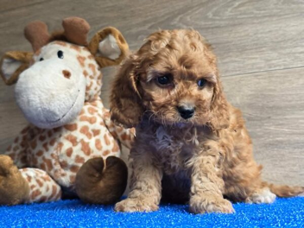 Loco Cavapoo Loco Cavapoo