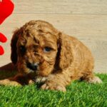 Loco-male-cavapoo-puppy-for-sale- (3)