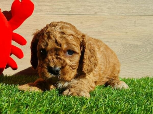 Loco Cavapoo Loco Cavapoo