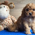 Loco-male-cavapoo-puppy-for-sale- (4)
