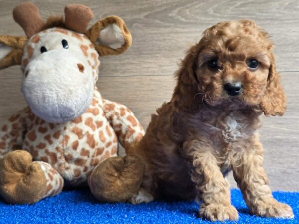 Loco Cavapoo Loco Cavapoo