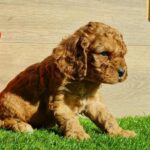 Loco-male-cavapoo-puppy-for-sale- (4)