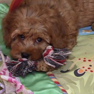 Loco Cavapoo Loco Cavapoo
