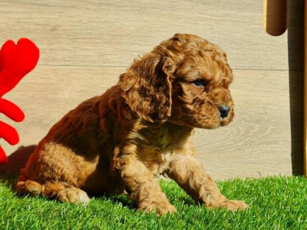 Loco Cavapoo Loco Cavapoo