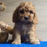 Loco-male-cavapoo-puppy-for-sale- (5)