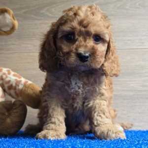 Loco Cavapoo Loco Cavapoo