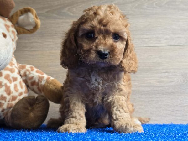 Loco Cavapoo Loco Cavapoo