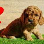 Loco-male-cavapoo-puppy-for-sale- (5)