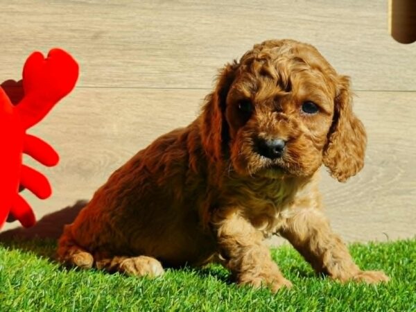 Loco Cavapoo Loco Cavapoo
