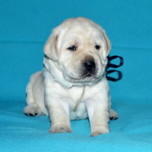 Logan Labrador Retriever Logan Labrador Retriever