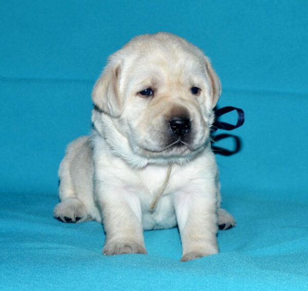 Logan Labrador Retriever Logan Labrador Retriever