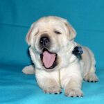 Logan-male-Labrador-Retriever-puppy-for-sale-2