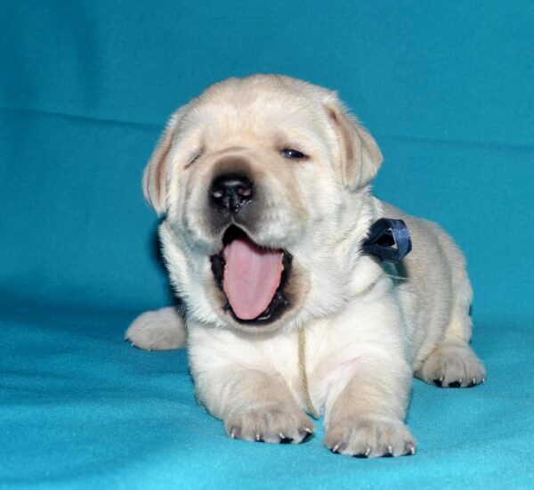 Logan Labrador Retriever Logan Labrador Retriever