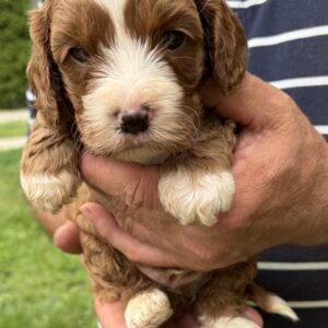 Logan Cavapoo Logan Cavapoo