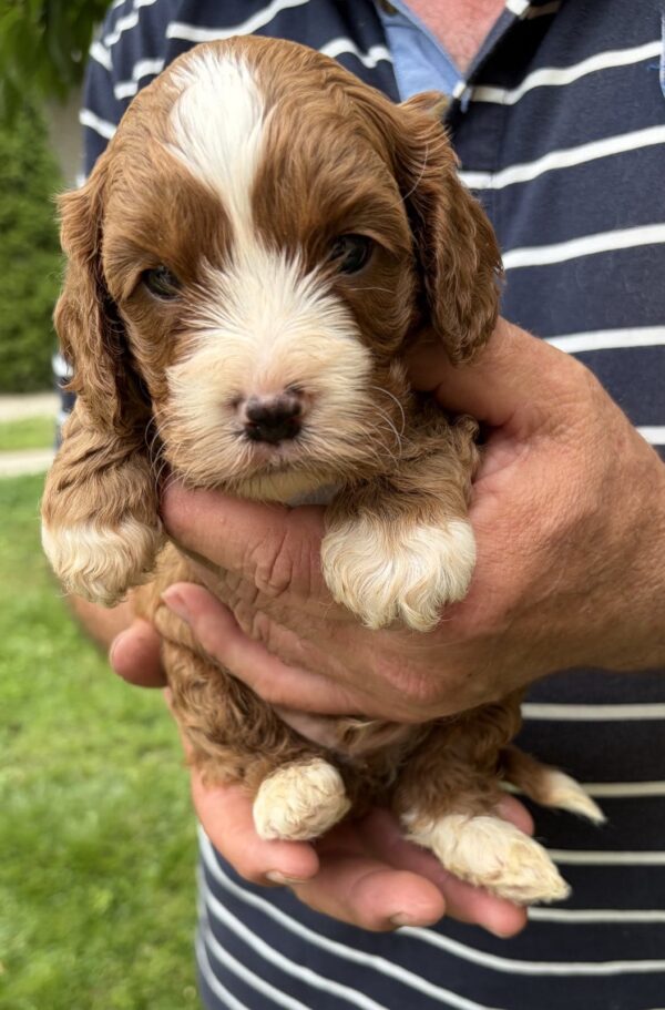Logan Cavapoo Logan Cavapoo